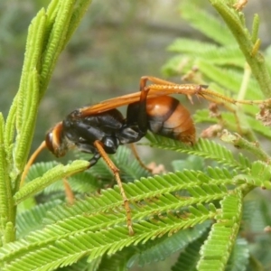 Cryptocheilus bicolor at Kambah, ACT - 3 Dec 2017