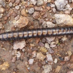 Paradoxosomatidae sp. (family) (Millipede) at Kambah, ACT - 3 Dec 2017 by Christine