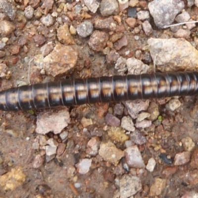 Paradoxosomatidae sp. (family) (Millipede) at Kambah, ACT - 2 Dec 2017 by Christine