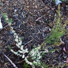 Kunzea ericoides at Garran, ACT - 28 Nov 2017 12:00 AM