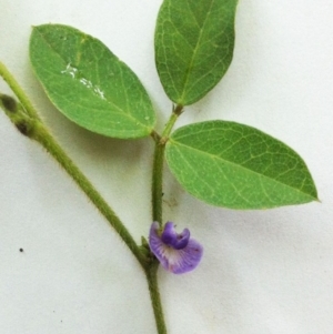 Glycine tabacina at Hughes, ACT - 2 Dec 2017