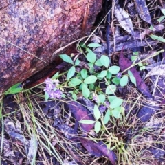 Glycine tabacina at Hughes, ACT - 2 Dec 2017 12:00 AM