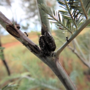 Jalmenus icilius at Belconnen, ACT - 2 Dec 2017 05:43 PM