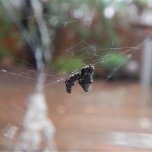 Uloboridae (family) at Cook, ACT - 2 Dec 2017 04:01 PM