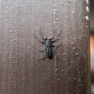 Hemicloea sp. (genus) at Cook, ACT - 1 Dec 2017 02:57 PM