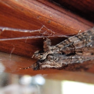 Geometridae (family) ADULT at Cook, ACT - 26 Nov 2017