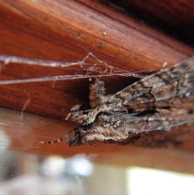 Geometridae (family) ADULT at Cook, ACT - 26 Nov 2017 by CathB