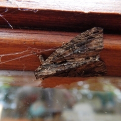 Geometridae (family) ADULT at Cook, ACT - 26 Nov 2017 05:17 PM