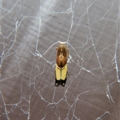 Labdia deliciosella (A Cosmet moth) at Cook, ACT - 1 Dec 2017 by CathB