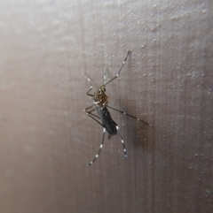 Aedes (Rampamyia) notoscriptus (Striped Mosquito) at Cook, ACT - 4 Dec 2017 by CathB