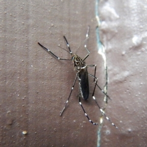 Aedes (Rampamyia) notoscriptus at Cook, ACT - 4 Dec 2017