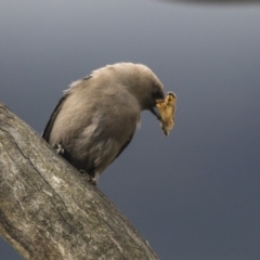 Artamus cyanopterus cyanopterus (Dusky Woodswallow) at Namadgi National Park - 2 Dec 2017 by AlisonMilton