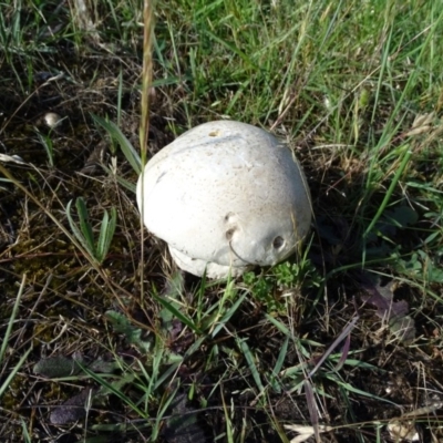 Calvatia sp. (a puffball ) at Isaacs, ACT - 3 Dec 2017 by Mike