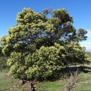 Acacia mearnsii at Isaacs, ACT - 3 Dec 2017 05:38 PM