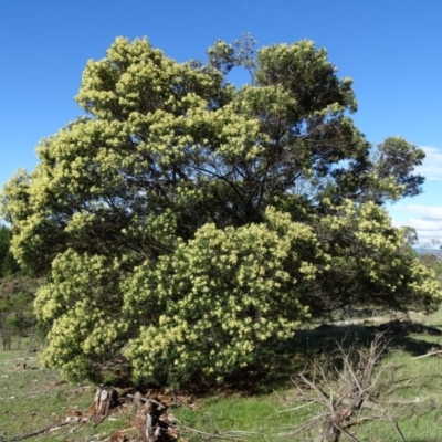 Acacia mearnsii (Black Wattle) at Isaacs, ACT - 3 Dec 2017 by Mike