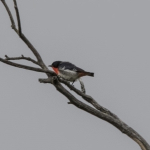 Dicaeum hirundinaceum at Paddys River, ACT - 3 Dec 2017 06:38 AM