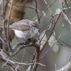 Microeca fascinans (Jacky Winter) at Paddys River, ACT - 2 Dec 2017 by Alison Milton