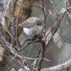 Microeca fascinans at Paddys River, ACT - 3 Dec 2017