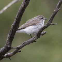 Microeca fascinans at Paddys River, ACT - 3 Dec 2017 06:37 AM