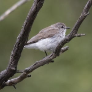 Microeca fascinans at Paddys River, ACT - 3 Dec 2017 06:37 AM