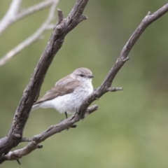 Microeca fascinans at Paddys River, ACT - 3 Dec 2017 06:37 AM