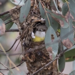 Gerygone olivacea at Tharwa, ACT - 3 Dec 2017