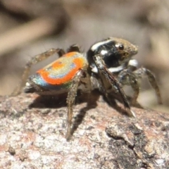 Maratus pavonis (Dunn's peacock spider) at Lerida, NSW - 12 Nov 2017 by smkoh