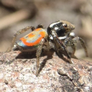 Maratus pavonis at Lerida, NSW - suppressed