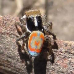 Maratus pavonis at Lerida, NSW - suppressed