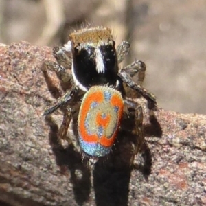 Maratus pavonis at Lerida, NSW - suppressed