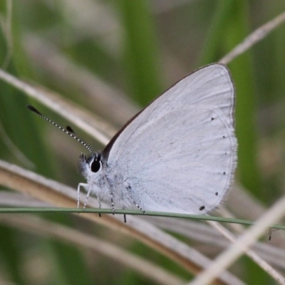 Candalides heathi (Rayed Blue) at Paddys River, ACT - 3 Dec 2017 by HarveyPerkins