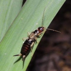 Forficula auricularia (European Earwig) at Conder, ACT - 21 Nov 2017 by michaelb