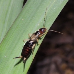 Forficula auricularia at Conder, ACT - 21 Nov 2017 11:00 PM