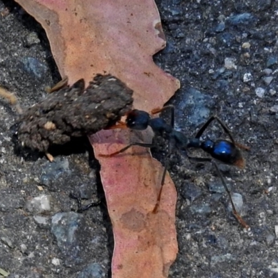 Myrmecia tarsata (Bull ant or Bulldog ant) at Paddys River, ACT - 22 Nov 2017 by RodDeb