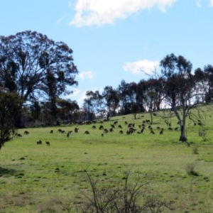 Macropus giganteus at Gilmore, ACT - 31 Aug 2016