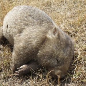 Vombatus ursinus at Burra, NSW - 25 Jan 2017