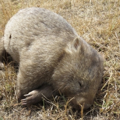 Vombatus ursinus (Bare-nosed Wombat) at Burra, NSW - 25 Jan 2017 by RodDeb