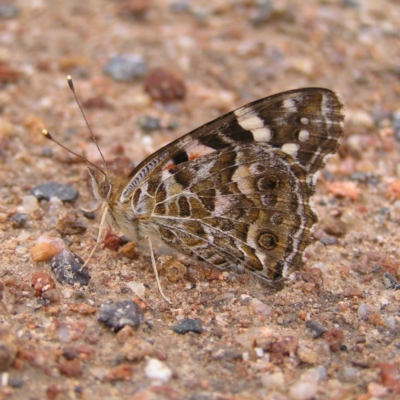 Vanessa kershawi (Australian Painted Lady) at Mount Taylor - 2 Dec 2017 by MatthewFrawley