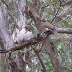 Philemon corniculatus (Noisy Friarbird) at Mount Taylor - 3 Dec 2017 by MatthewFrawley