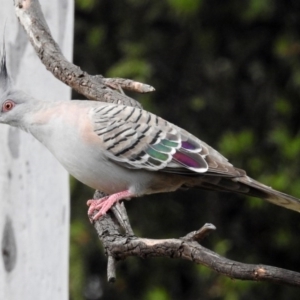 Ocyphaps lophotes at Macarthur, ACT - 15 Nov 2017 05:37 PM