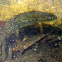 Salmo trutta (Brown Trout) at Tidbinbilla Nature Reserve - 5 Jan 2017 by RodDeb