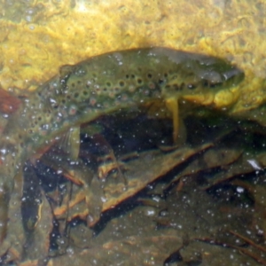 Salmo trutta at Paddys River, ACT - 6 Jan 2017 10:08 AM