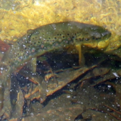 Salmo trutta (Brown Trout) at Paddys River, ACT - 6 Jan 2017 by RodDeb