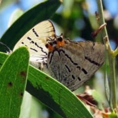 Jalmenus evagoras (Imperial Hairstreak) at Paddys River, ACT - 6 Jan 2017 by RodDeb