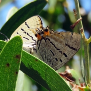 Jalmenus evagoras at Paddys River, ACT - 6 Jan 2017 11:33 AM