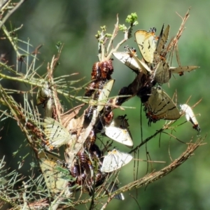 Jalmenus evagoras at Paddys River, ACT - 6 Jan 2017