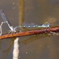 Austrolestes leda at Paddys River, ACT - 21 Sep 2017