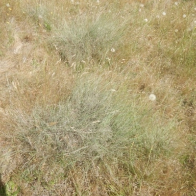 Eragrostis curvula (African Lovegrass) at Belconnen, ACT - 27 Nov 2017 by MichaelMulvaney