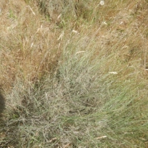 Eragrostis curvula at Belconnen, ACT - 27 Nov 2017