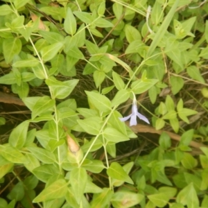 Vinca major at Bruce, ACT - 5 Dec 2017